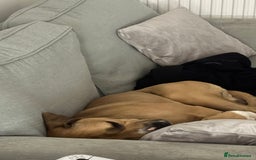 Mixed Breed dogs for sale: Tyson - Image 2