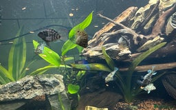 Cichlids fish for sale: Polar Blue Parrot Fish - Image 4