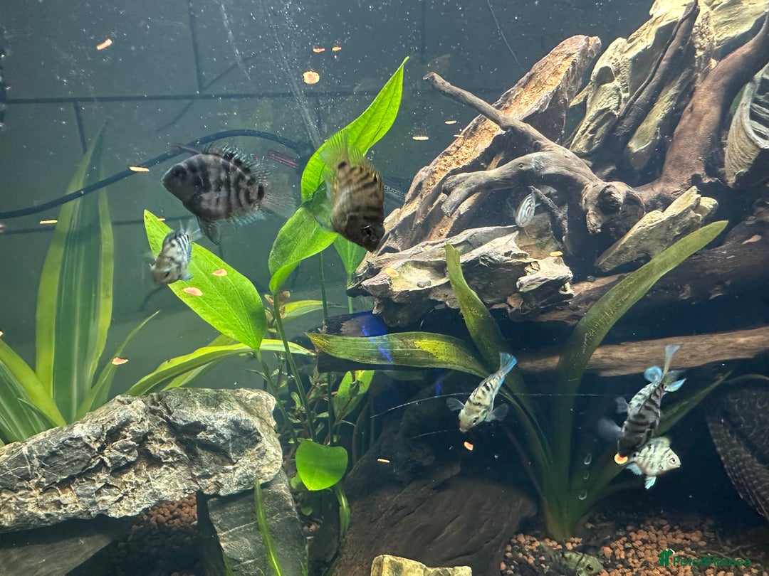 Cichlids fish for sale: Polar Blue Parrot Fish - Image 4