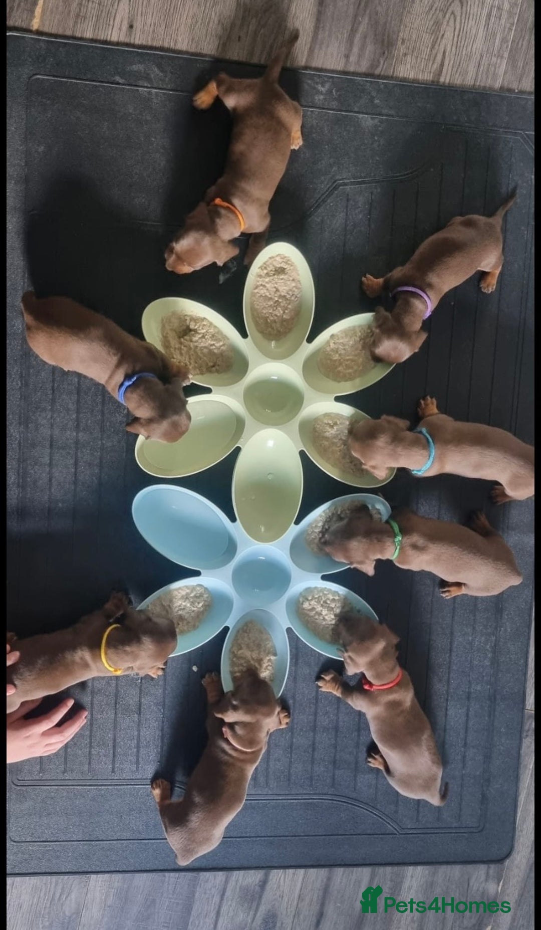 Miniature Dachshund dogs for stud: Proven Choc/Tan Brown Miniature Dachshund for Stud in Swindon - Advert 10