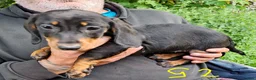 Miniature Dachshund dogs for sale: 4 dachshund puppies very cute  - Advert 5