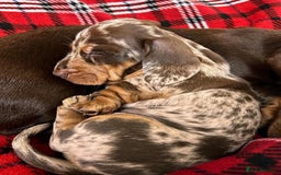Miniature Dachshund dogs for sale: Miniature Dachshund puppies! - Image 18