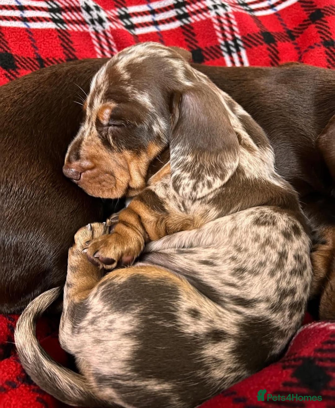 Miniature Dachshund dogs for sale: Miniature Dachshund puppies! - Image 18
