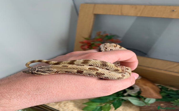 Snake reptiles - Advert 2