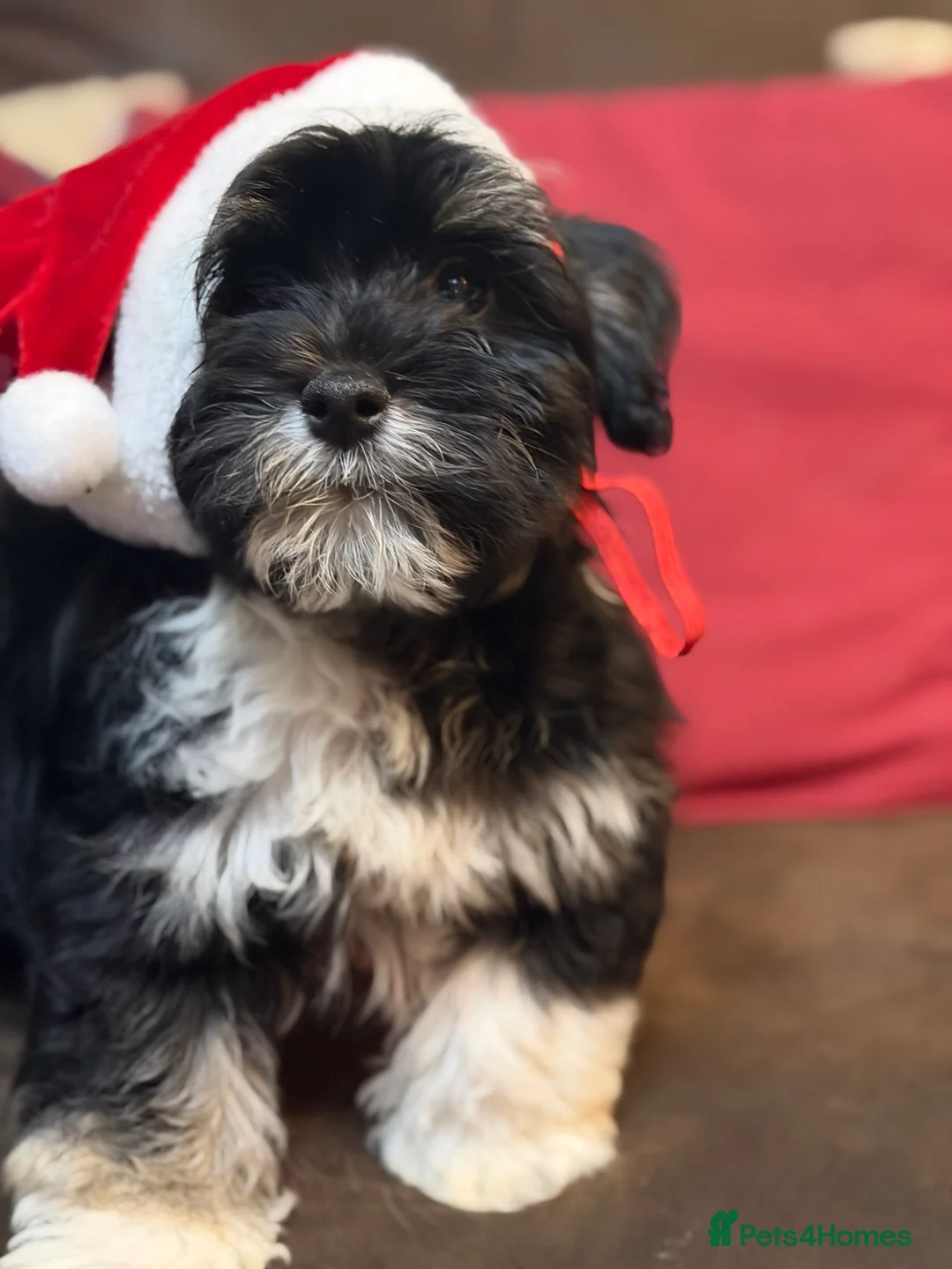 Havanese dogs for sale: ***Beautiful Havanese Puppies *** - Advert 21