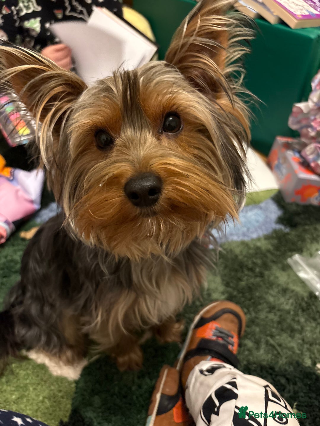 Yorkshire Terrier dogs for stud: For STUD - Advert 7