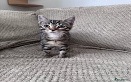 Bengal cats for sale: Mother & Daughter Bengal  - Image 3