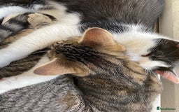 British Shorthair cats for sale: Tabitha and Ivory - Image 1