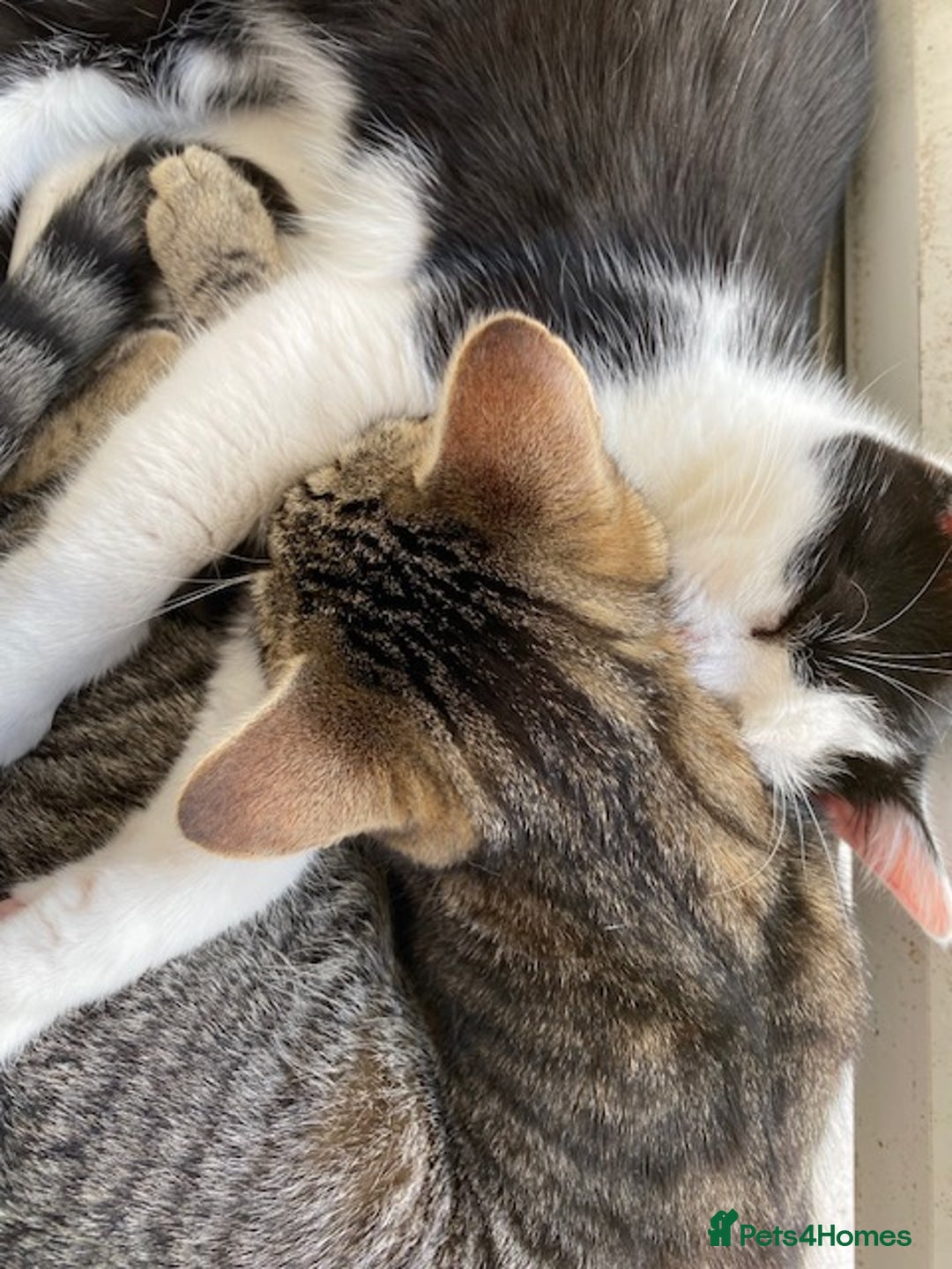 British Shorthair cats for sale: Tabitha and Ivory - Image 1