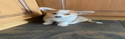 Welsh Corgi Pembroke dogs for sale: Gorgeous RKC reg corgi's DNA health tested parents - Advert 8