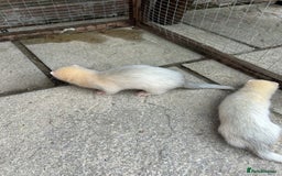 Ferret rodents for sale: Jill’s for sale  - Image 3