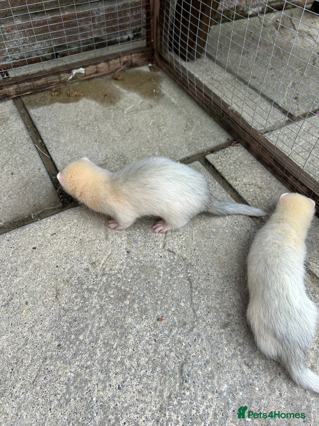Ferret rodents for sale: Jill’s for sale  - Image 3