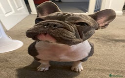 French Bulldog dogs for sale: 12 month Beautiful lilac stained rope frenchie  - Image 1
