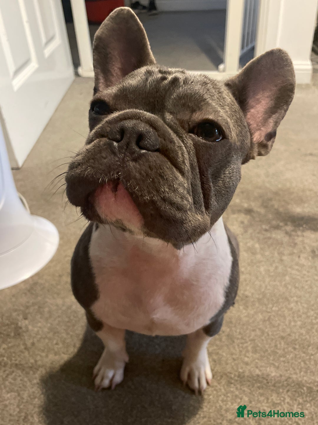 French Bulldog dogs for sale: 12 month Beautiful lilac stained rope frenchie  - Image 1