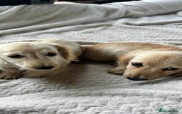Miniature Dachshund dogs for sale: ♦️Mixed Cream Litter 🐶🌟 - Image 5