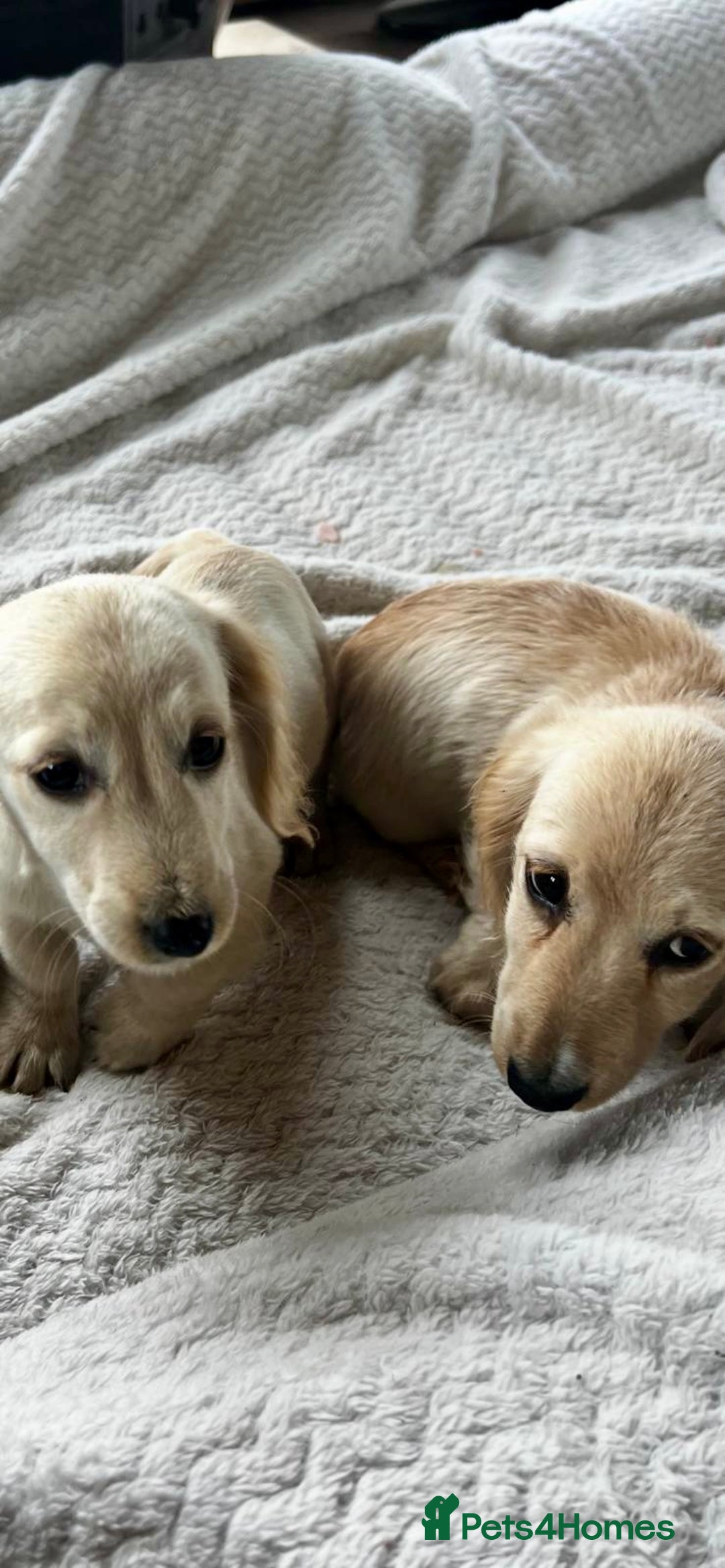 Miniature Dachshund dogs for sale: ♦️Mixed Cream Litter 🐶🌟 - Image 5
