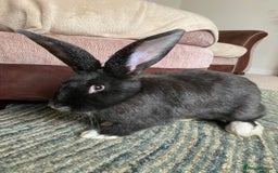 Continental Giant rabbits for sale: Continental giant rabbits  - Image 2