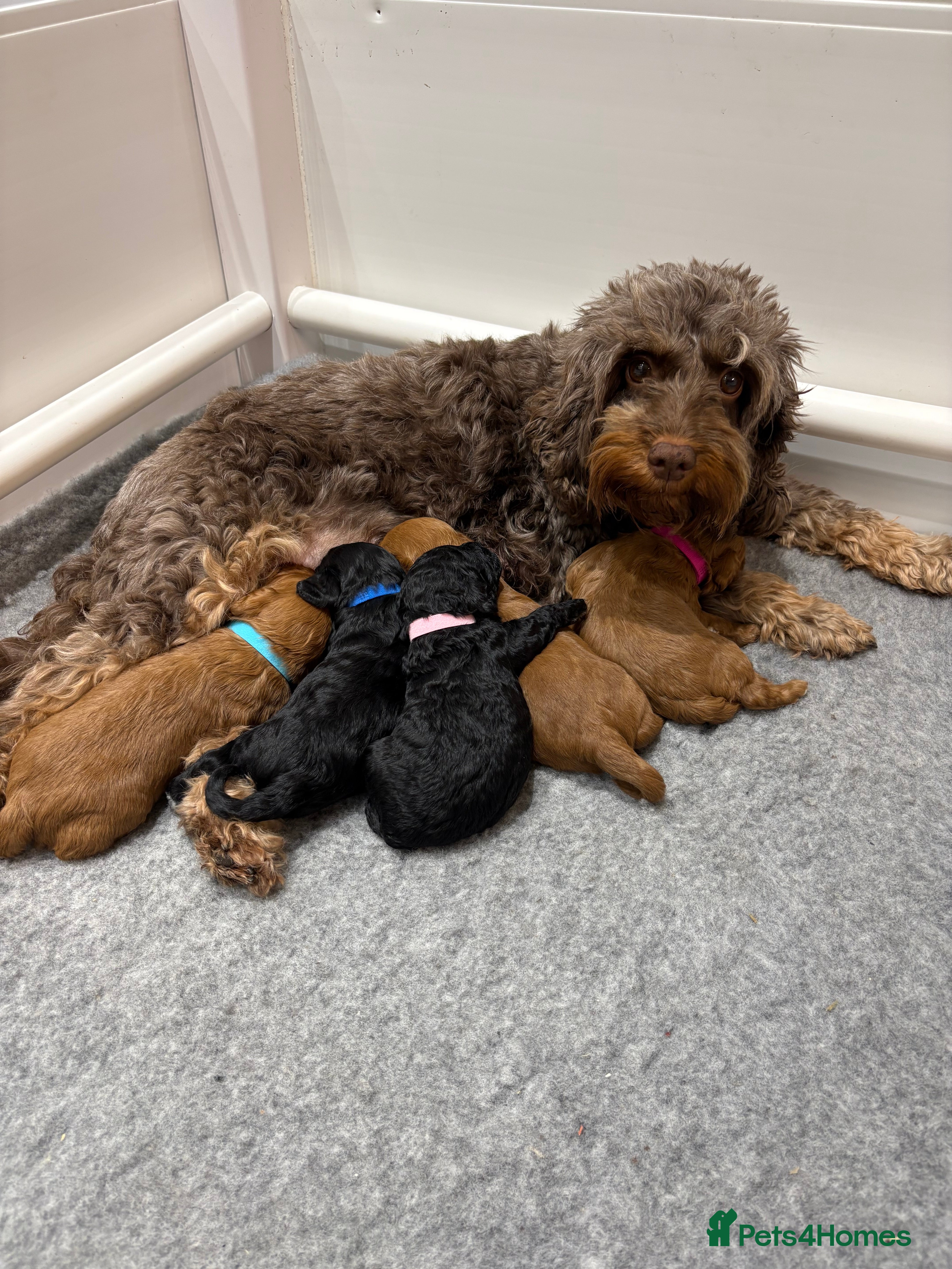 Cockapoo dogs Beautiful F1B Cockapoo Puppies - Advert 7