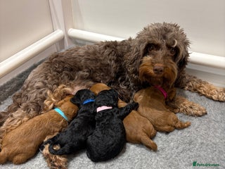 Cockapoo dogs Beautiful F1B Cockapoo Puppies - Advert 14