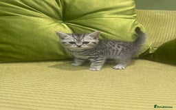 British Shorthair cats for sale: British blue / Scottish striaght kittens  - Image 4