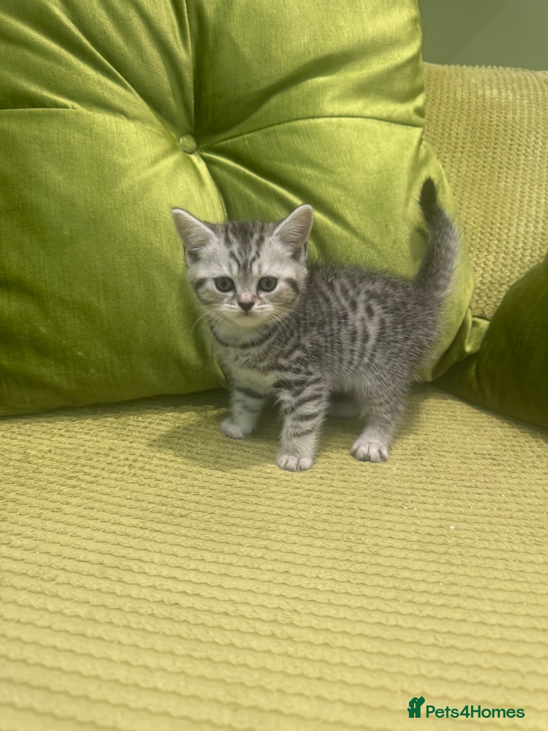 British Shorthair cats for sale: British blue / Scottish striaght kittens  - Image 4