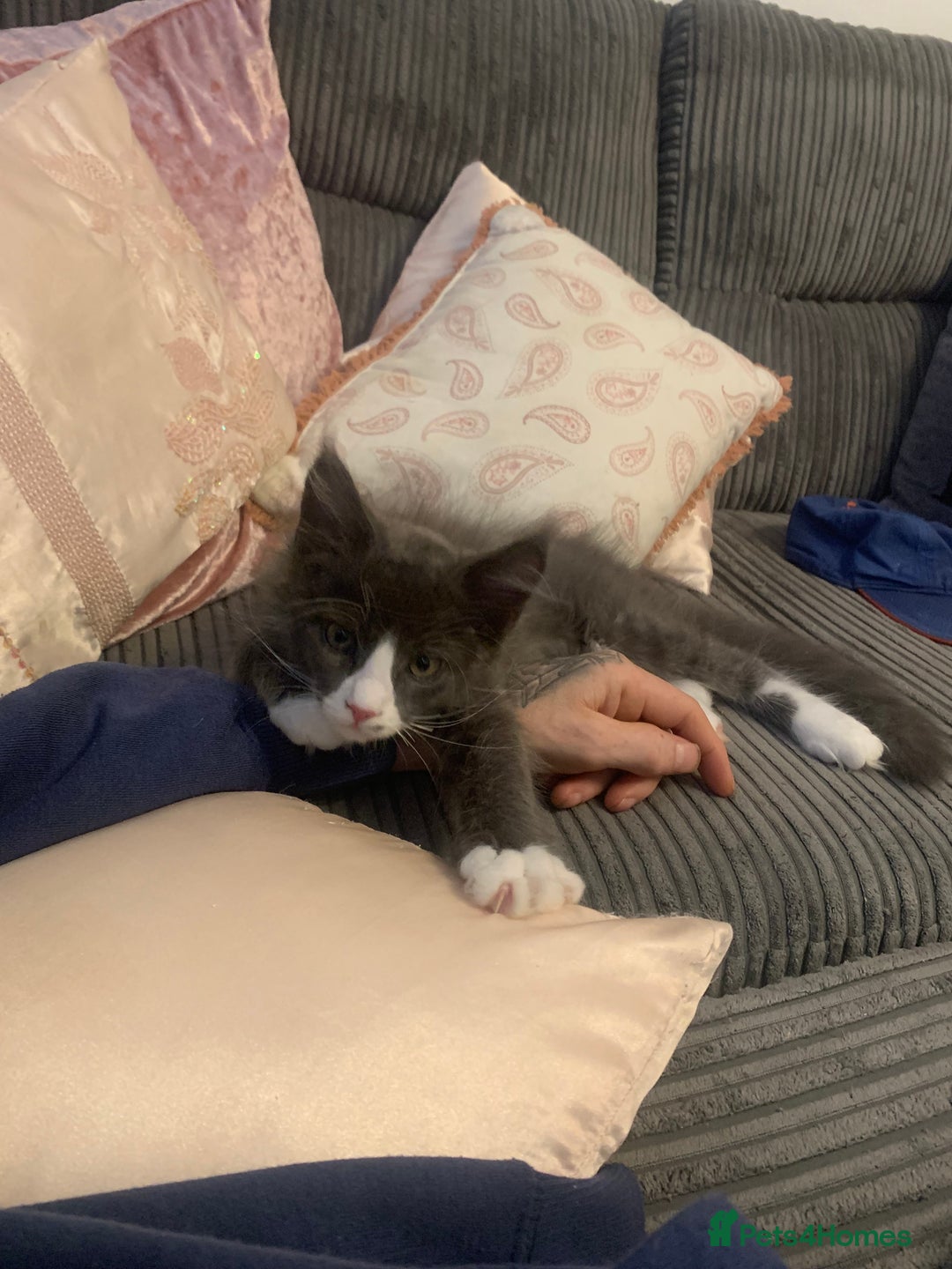 Maine Coon cats for sale: 6 beautiful maine coon kittens - Image 3