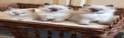 Ragdoll cats for sale: 3 healthy Ragdoll kittens in Glasgow - Advert 3