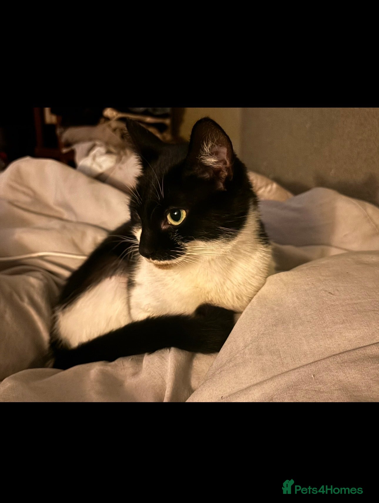 Mixed Breed cats Nala  - Advert 4