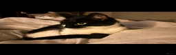 Mixed Breed cats for sale: Nala  - Advert 1