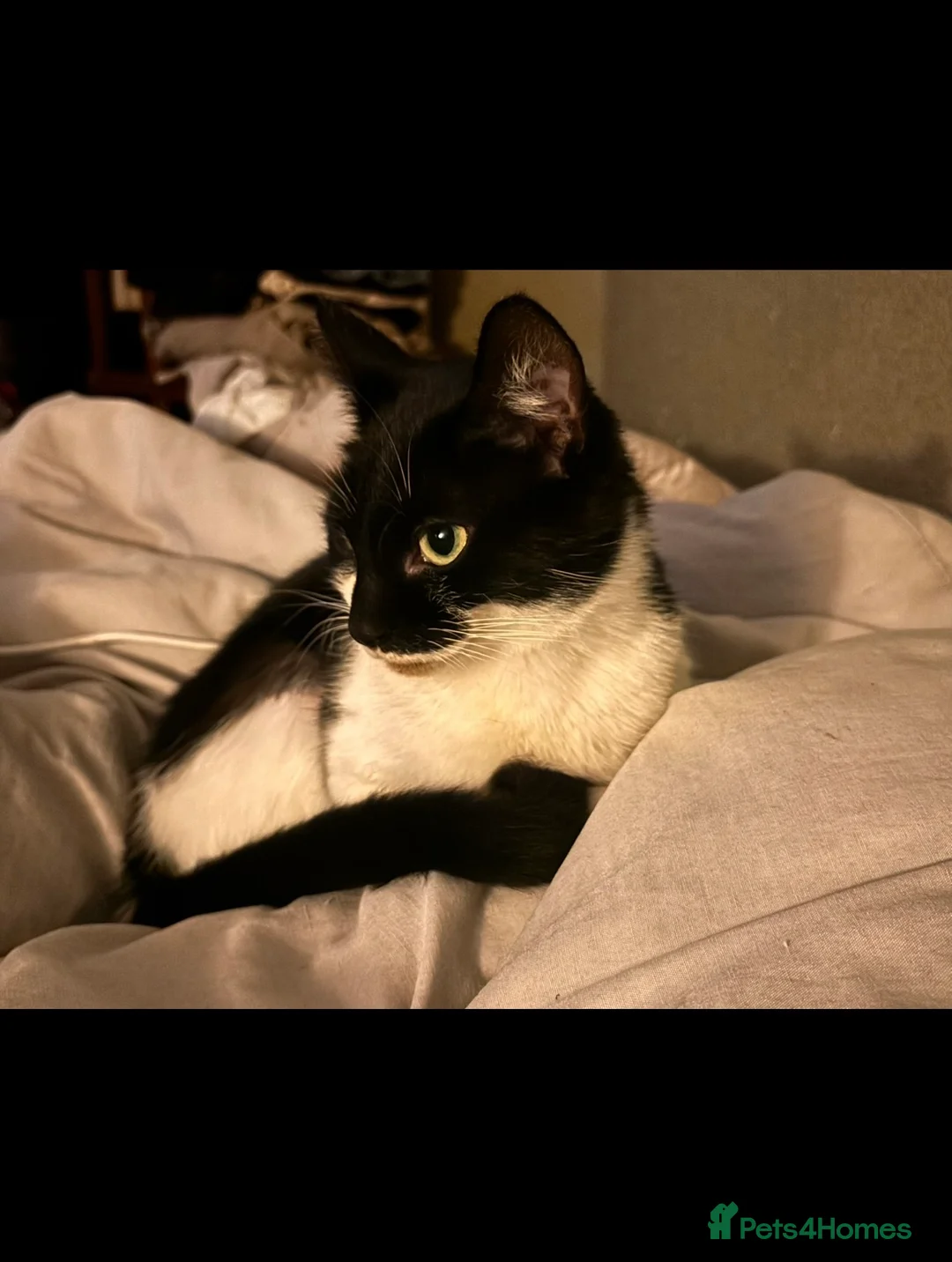 Mixed Breed cats for sale: Nala  - Advert 1
