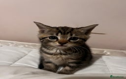 Domestic Shorthair cats for sale: tabby kittens for sale - Image 17