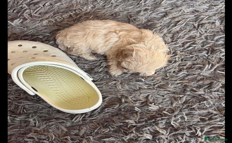 Maltipoo dogs - Advert 1