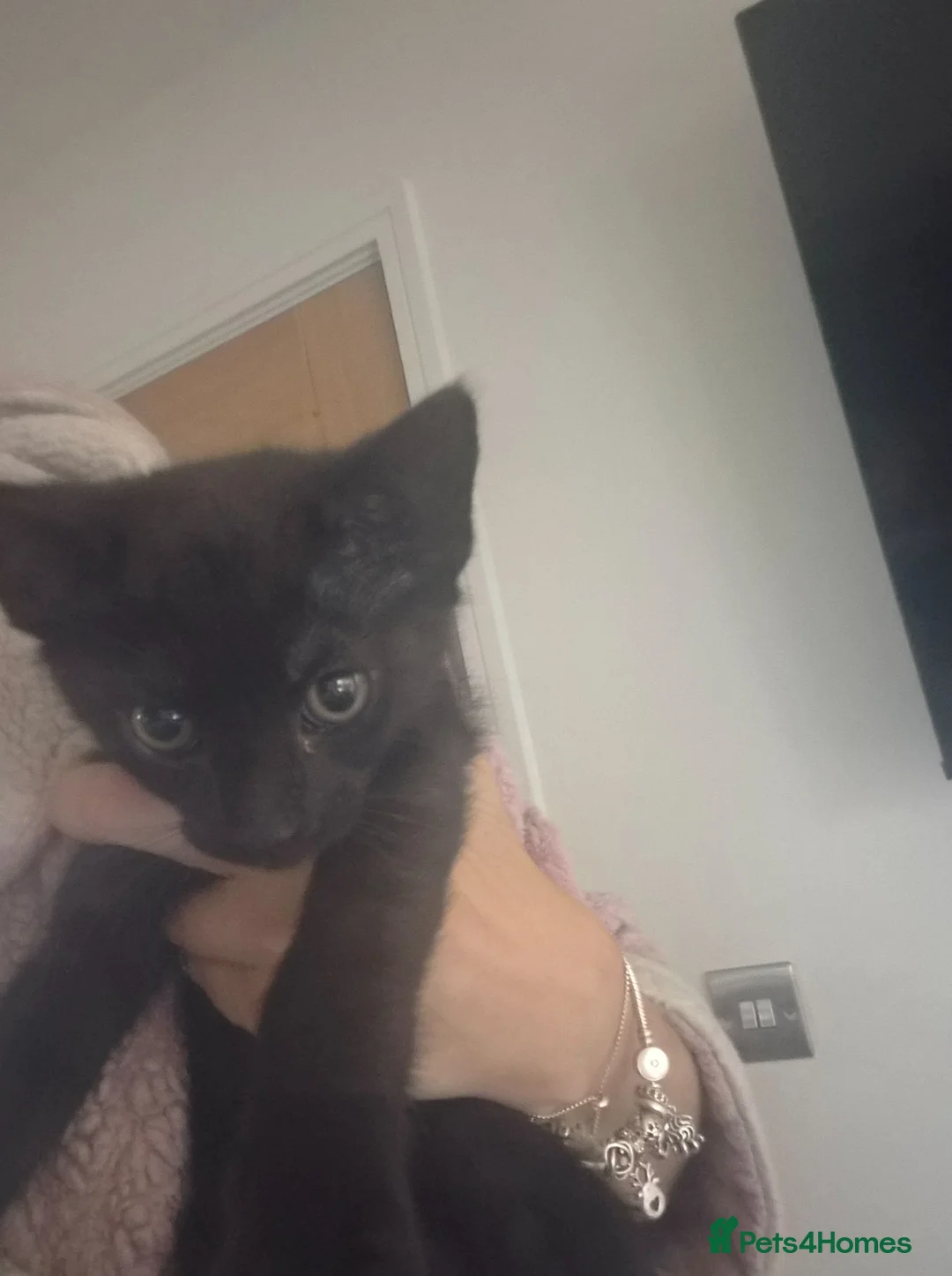 Mixed Breed cats for sale: 11 weeks old kittens r - Advert 2