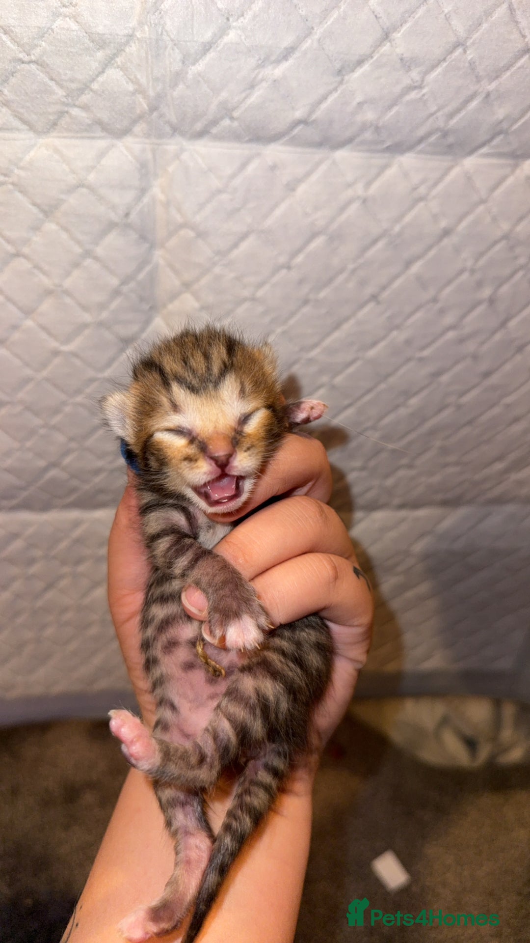 Bengal cats for sale: 10 Beautiful Bengal Kittens - Image 6