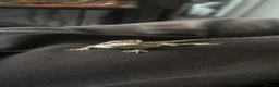 Bearded Dragon reptiles for sale: Baby Bearded Dragon  - Advert 4