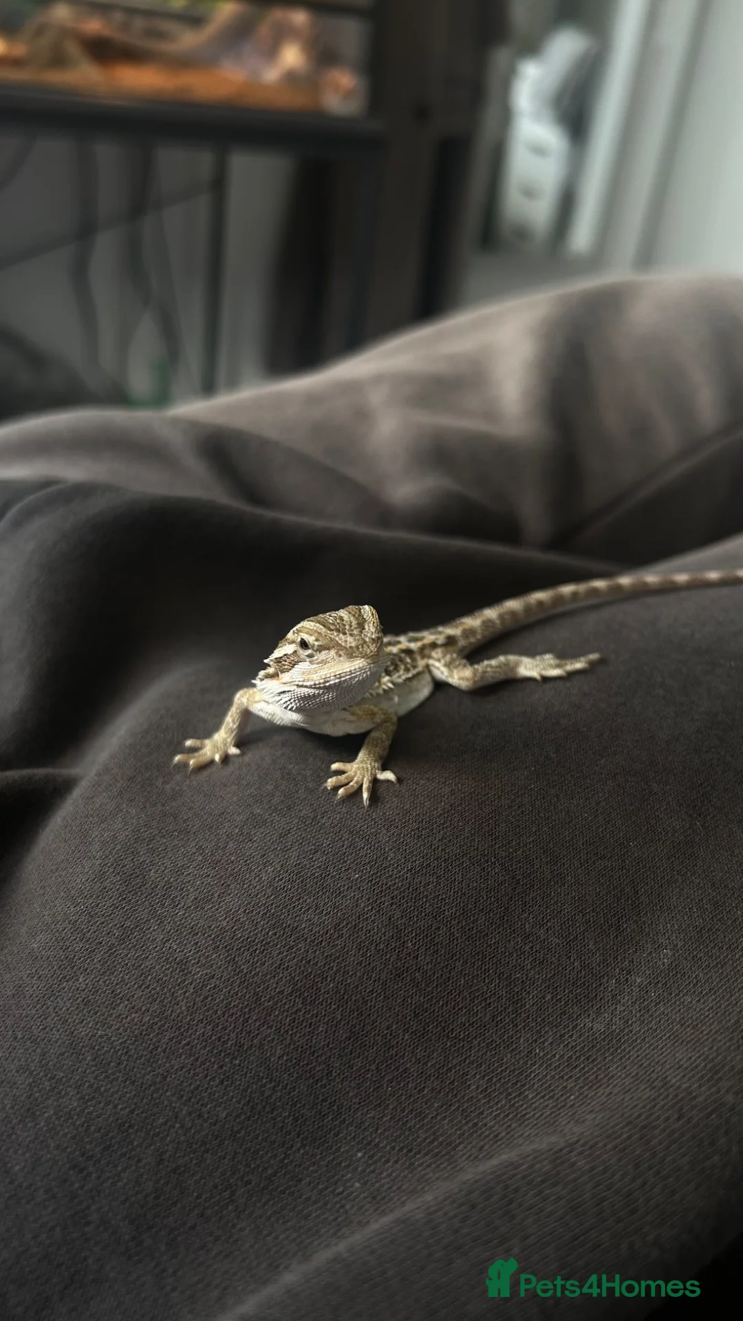 Bearded Dragon reptiles for sale: Baby Bearded Dragon  - Advert 4