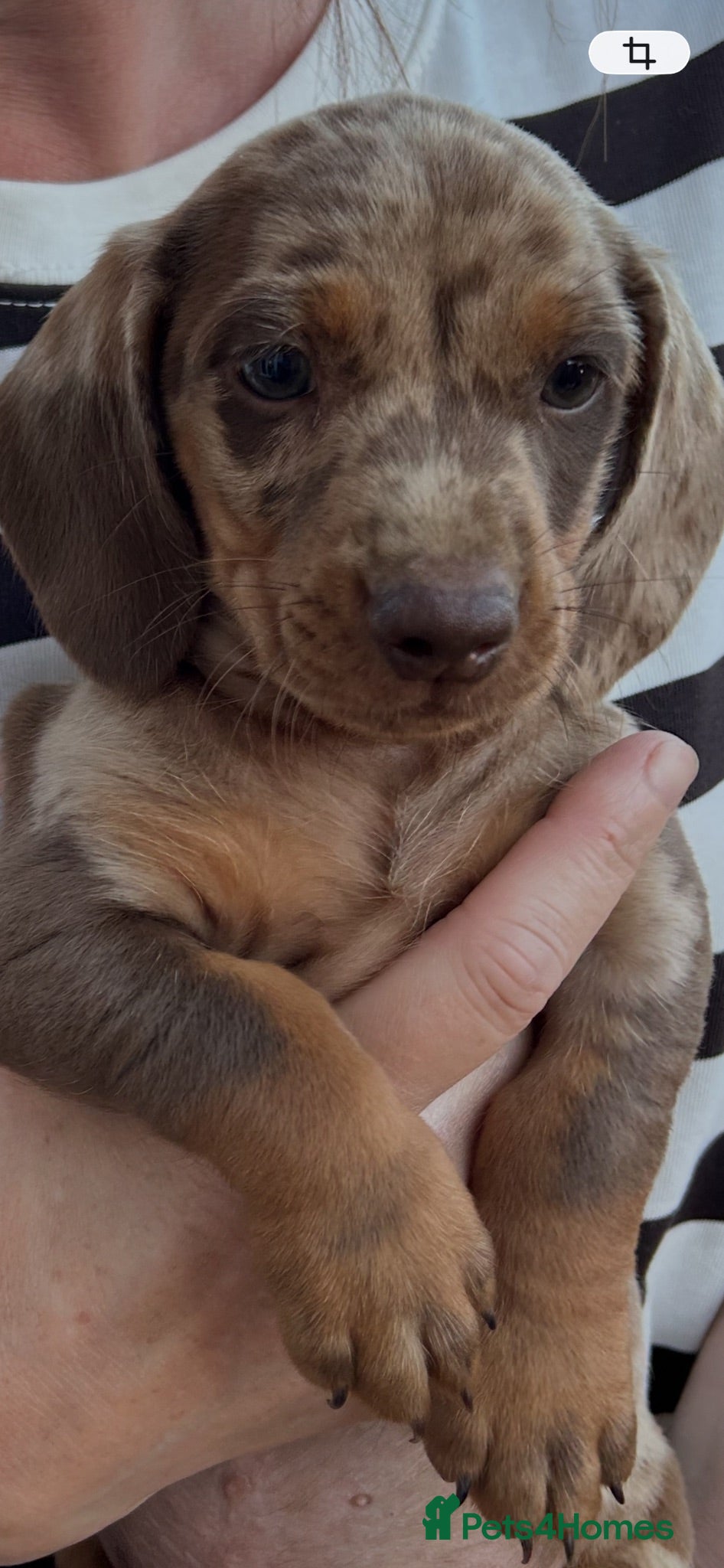 Dachshund dogs Beautiful male dachshund chocolate/tan/cream  - Advert 1