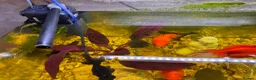 Goldfish fish for sale: Whole Fish Tank with 5 Fish in Fleet - Advert 7