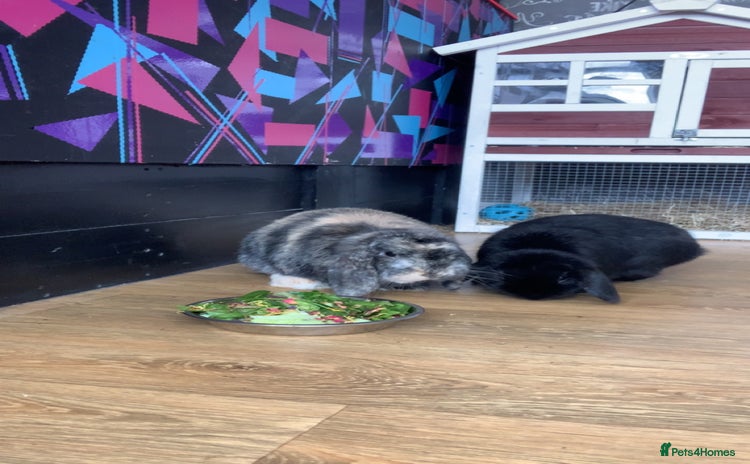 Mini Lop rabbits - Advert 16