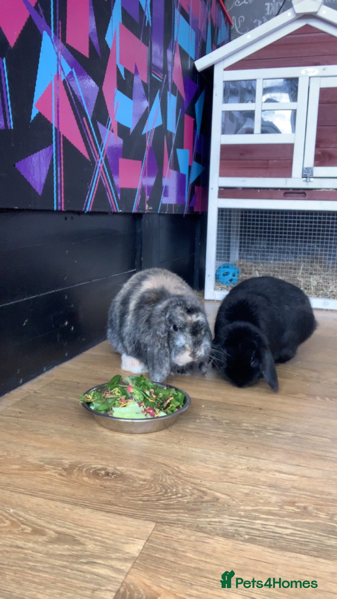 Mini Lop rabbits for sale: Rabbit 2 Boys Both Neutered Hut Included 14Months  - Image 2