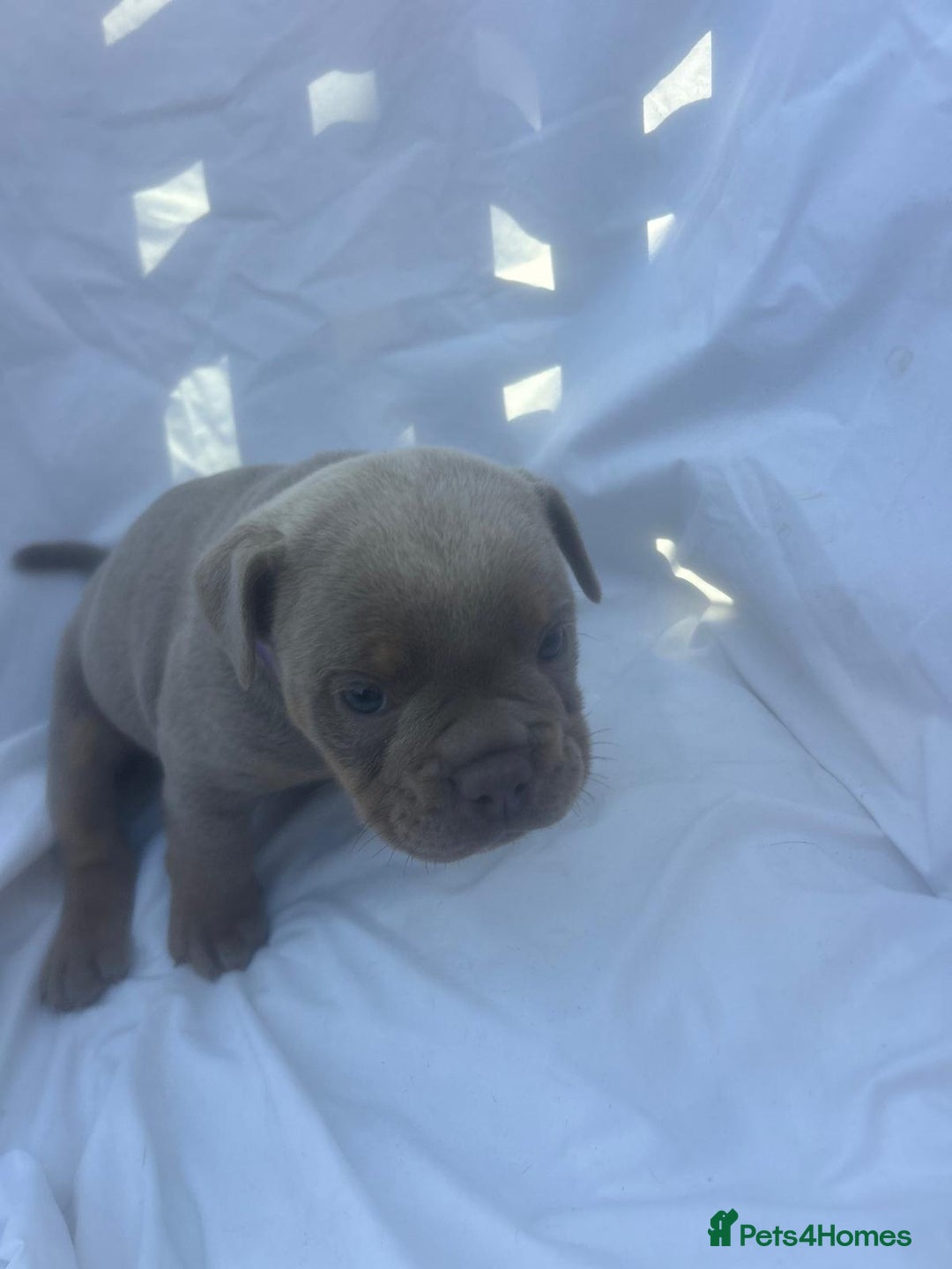 Olde English Bulldogge dogs for sale: Olde English Bulldog Puppies - Image 11