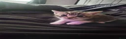 Mixed Breed cats for sale: Kittens  - Advert 9