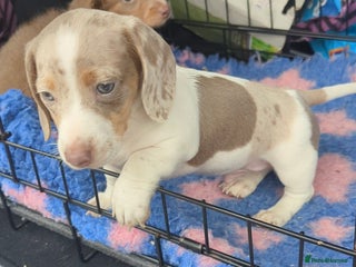 Miniature Dachshund dogs - Advert 19
