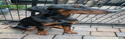 Dobermann dogs for sale: KC REGISTERED DOBERMAN ( 11 months old : Intact) - Advert 4