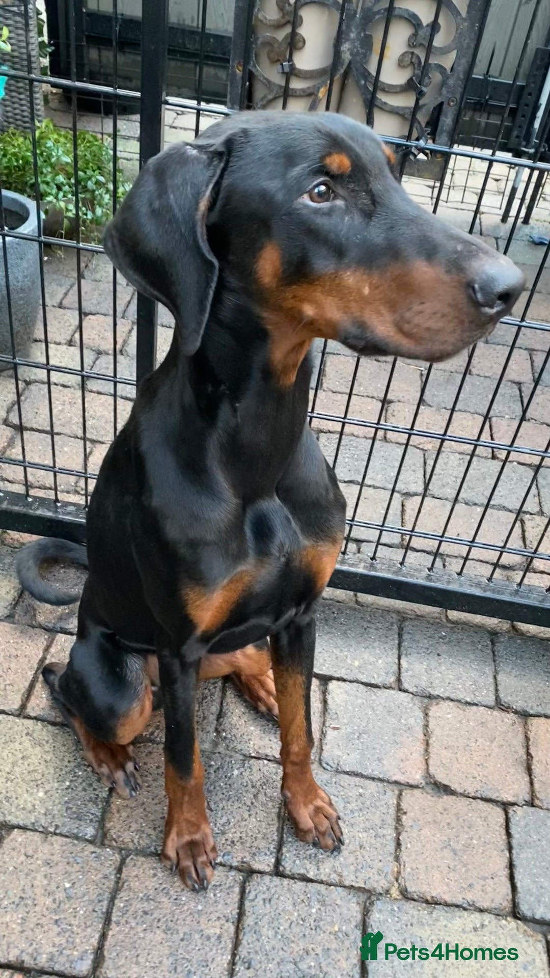 Dobermann dogs for sale: KC REGISTERED DOBERMAN ( 11 months old : Intact) - Advert 4