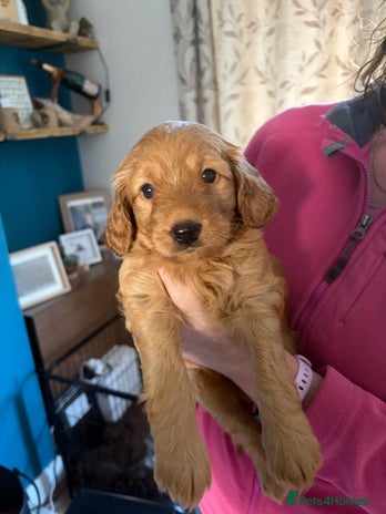 Labradoodle dogs - Advert 2