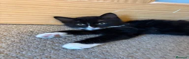 Laszlo