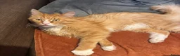 Maine Coon cats for adoption: Beautiful 5-Year-Old Maine Coon Looking for Home  in Nottingham - Advert 8