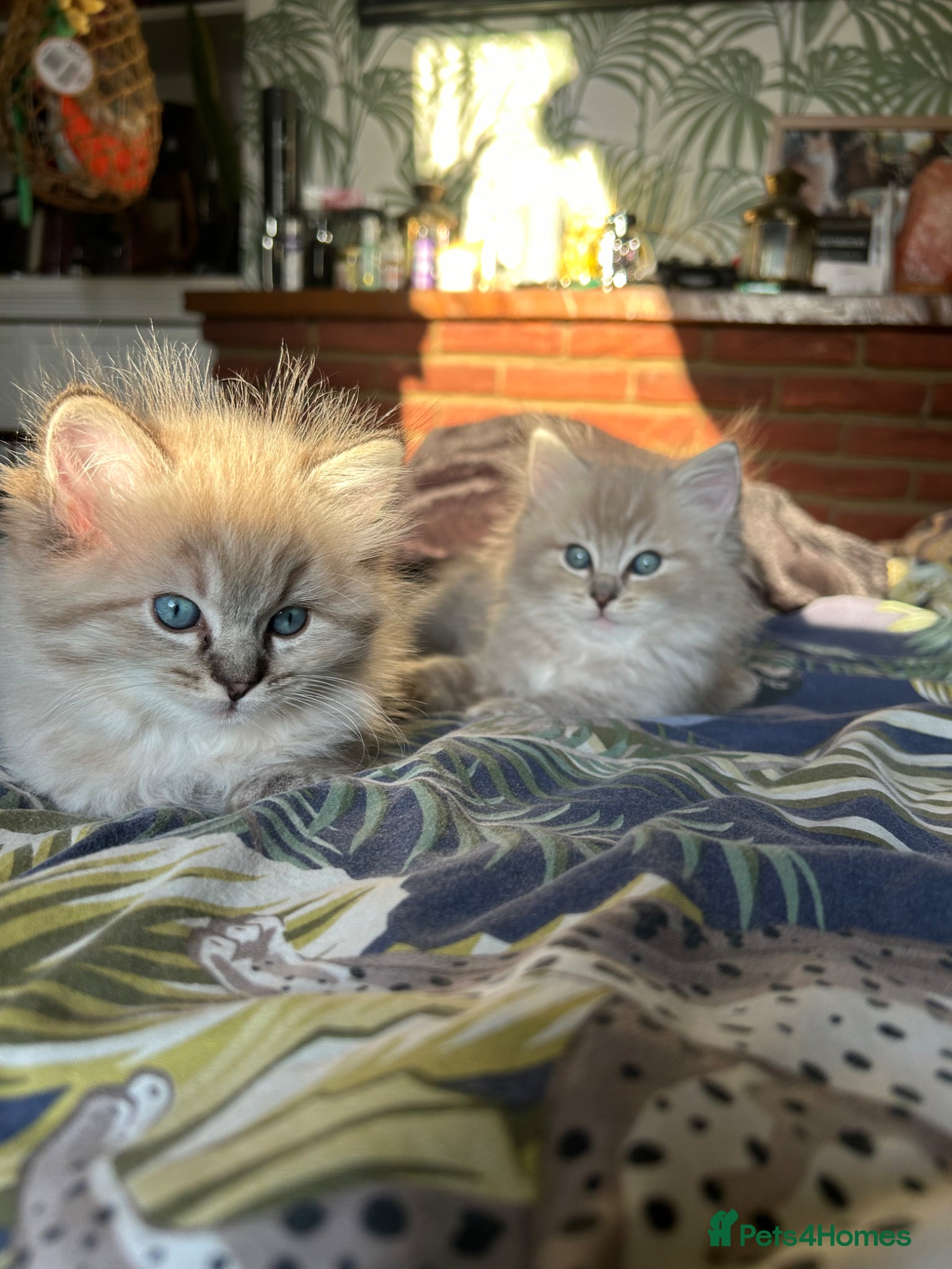 Ragdoll cats 💙Playful Ragdolls purebreed 🤎 - Advert 1