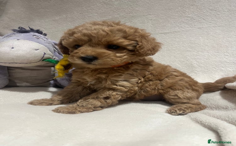 Maltipoo dogs Gorgeous Malshipoo - Advert 11